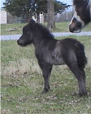 blackcolt1.jpg