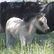 buckskincolt6.jpg