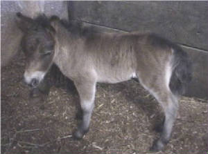 cindyfoal1.jpg