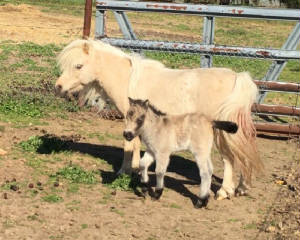 goldie2018filly2daysold.jpg