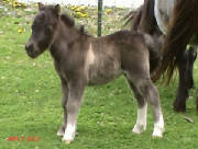 pearls2013colt.jpg