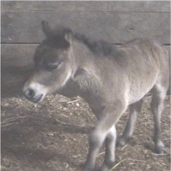 cindyfoal2.jpg