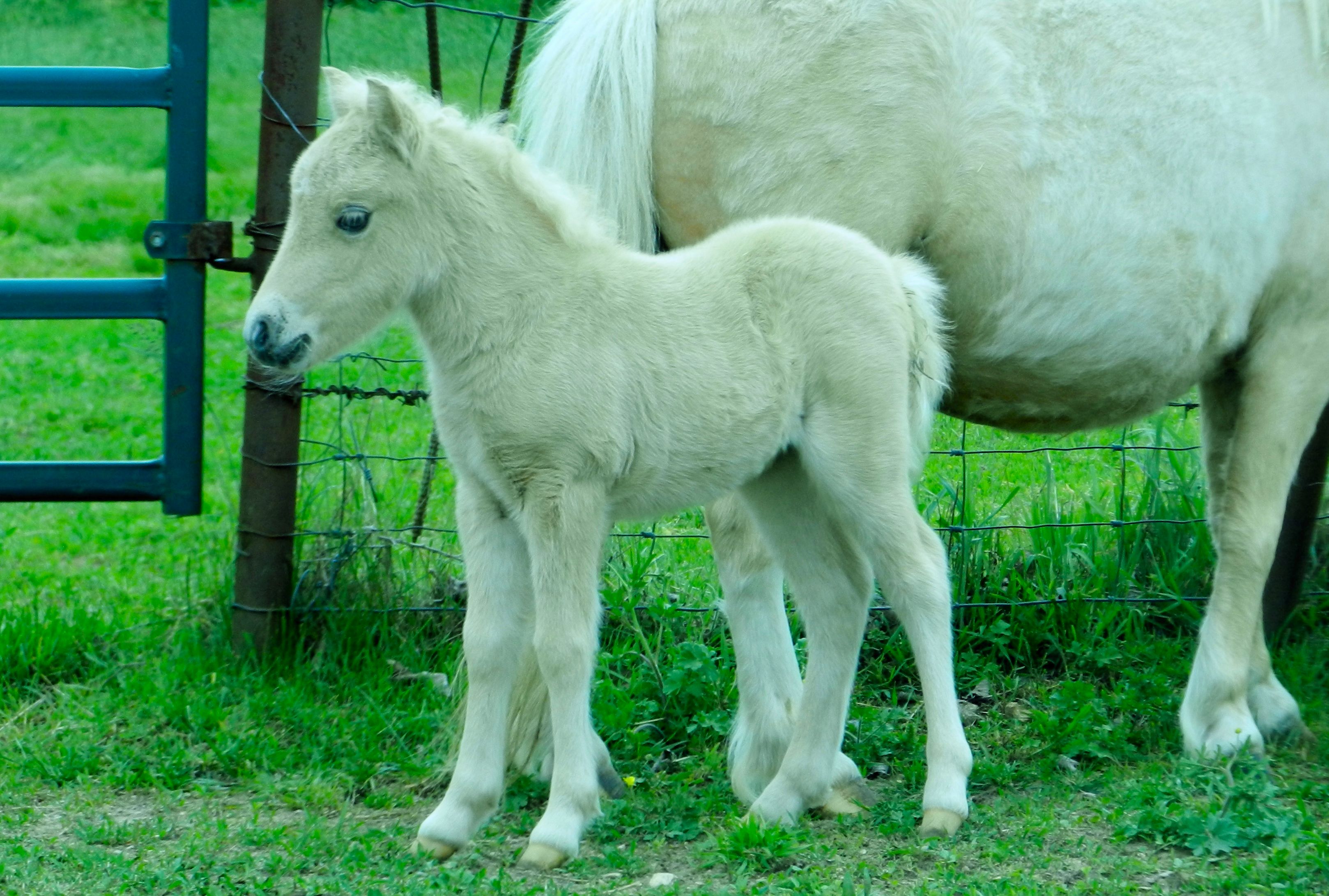 goldies2015filly.jpg